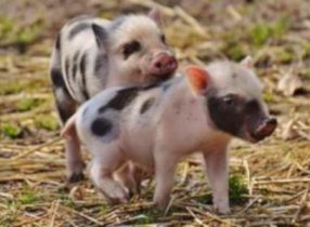 Μίνι γουρουνάκι