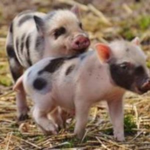 Μίνι γουρουνάκι