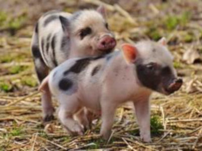 Μίνι γουρουνάκι