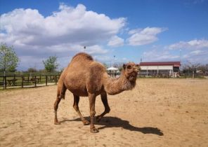 Καμήλα Λεϊλά