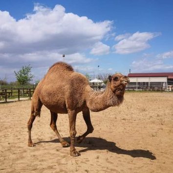 Καμήλα Λεϊλά