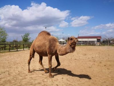 Καμήλα Λεϊλά